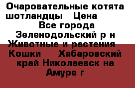 Очаровательные котята шотландцы › Цена ­ 2 000 - Все города, Зеленодольский р-н Животные и растения » Кошки   . Хабаровский край,Николаевск-на-Амуре г.